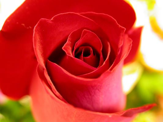 The Rose/Ƥǡ١