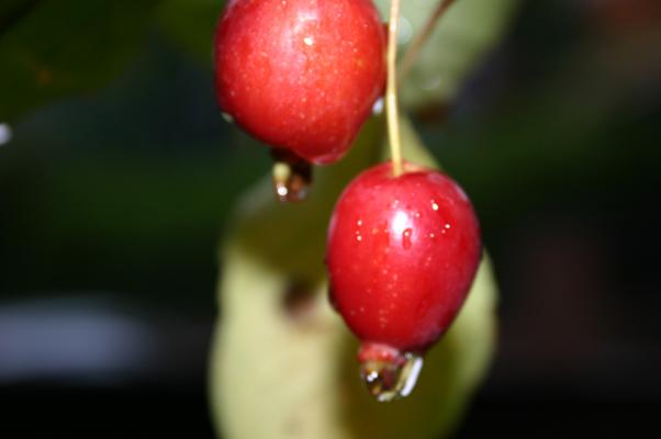 雨滴がついたヒメリンゴの実/癒し憩い画像データベース