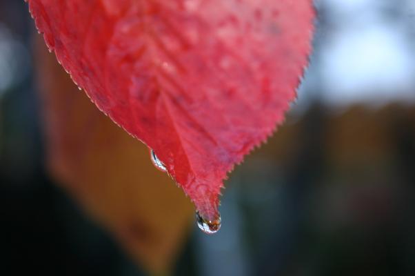 桜の葉先から零れ落ちる雨の滴