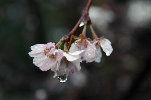 花からしたたる一滴の雨