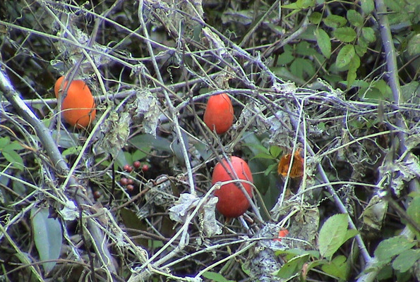 初冬の赤く熟れたカラスウリの実