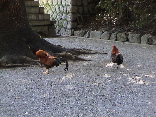 熱田神宮内の森で遊ぶ鶏 癒し憩い画像データベース 619