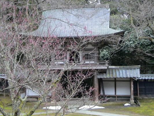 瀧谷寺の鐘楼門と、開花間近の梅の木