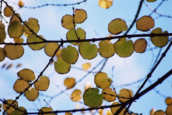 黄葉したカツラの丸い葉 癒し憩い画像データベース