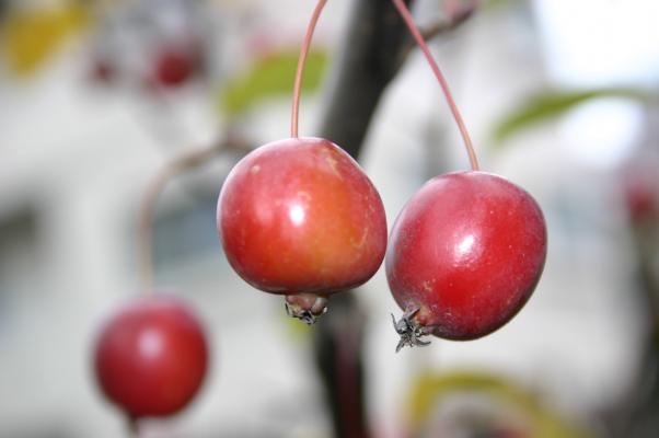 ヒメリンゴの実たち/癒し憩い画像データベース
