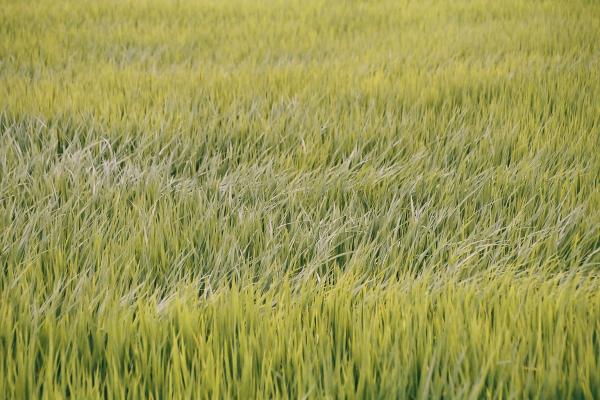 稲の原を吹き渡る風/癒し憩い画像データベース