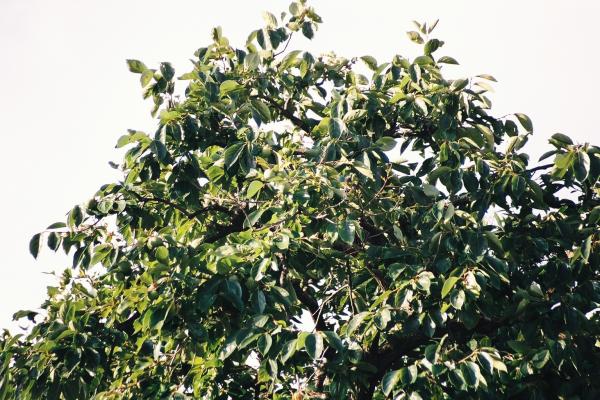 柿の木の緑葉に隠れる青い実/癒し憩い画像データベース