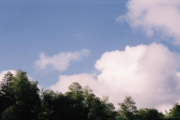 晩夏の青空と雲の下、静かに繁る竹林/癒し憩い画像データベース