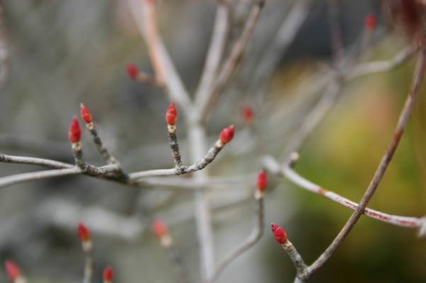 ドウダンツツジの赤い冬芽 癒し憩い画像データベース