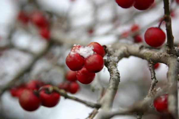雪を付けたウメモドキの赤い実