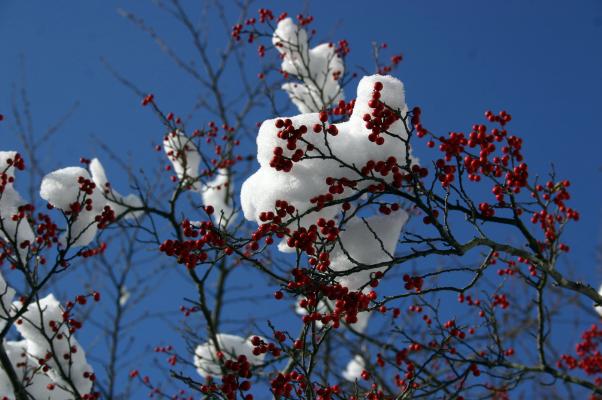 青空の下、雪を被るウメモドキの赤い実