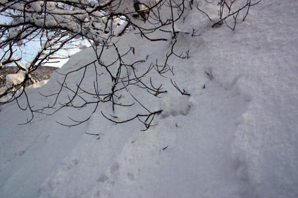 積雪に埋まる庭木の枝