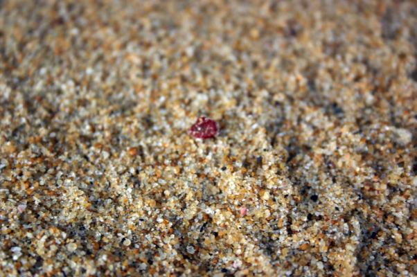 砂浜に落ちたトベラの赤い種子