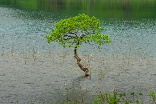 水中の樹木