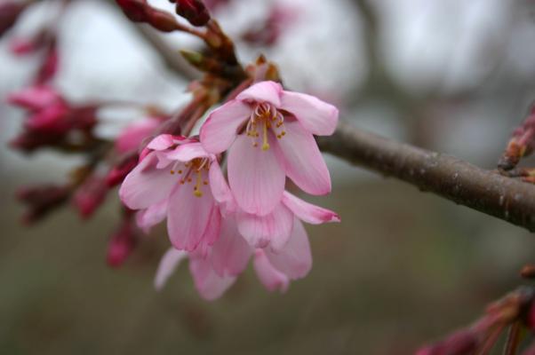 ピンク色に染まる３月の 木の花 癒し憩い画像データベース テーマ別おすすめ画像