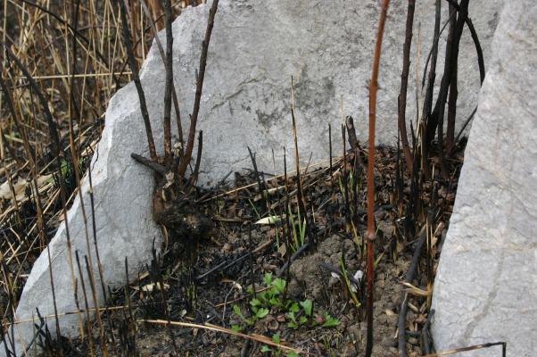 野焼き後の石灰岩と若草