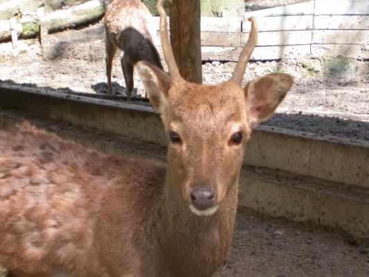 竈門神社の神鹿園「澄まし顔の鹿」/癒し憩い画像データベース