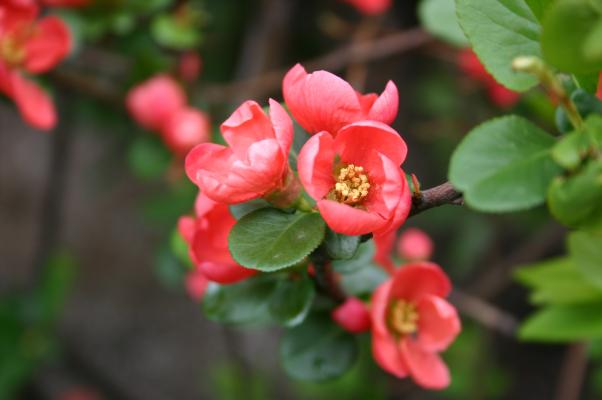 小さい 春の 花 赤 Homu Interia