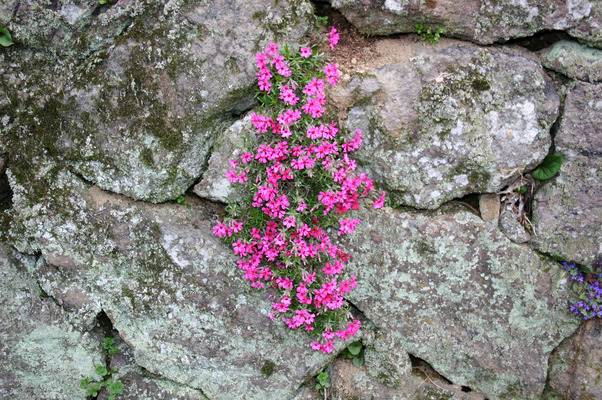 石垣に咲くシバザクラ 癒し憩い画像データベース 687