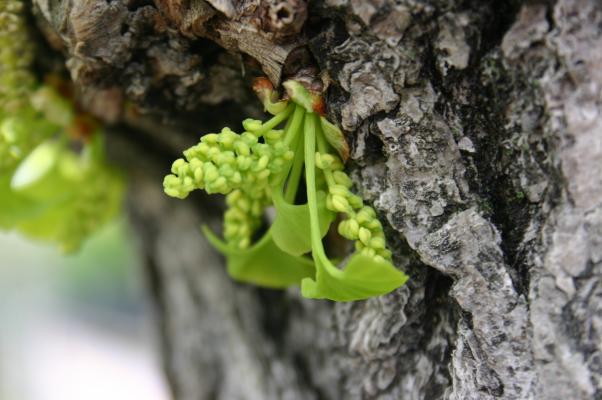 イチョウの幹と若葉/癒し憩い画像データベース