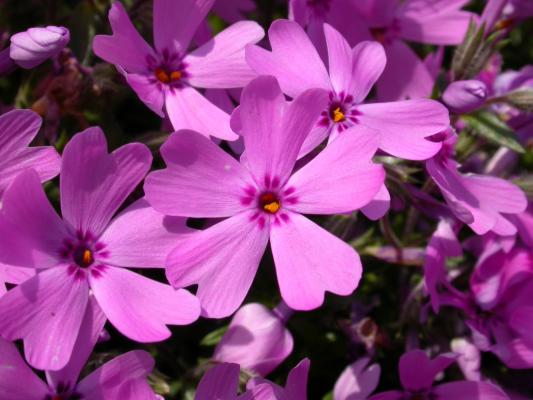 ピンクや紫色に染まる春の花 草の花ーその１ 癒し憩い画像データベース テーマ別おすすめ画像