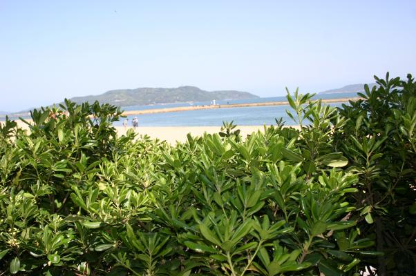 浜辺のトベラ/癒し憩い画像データベース