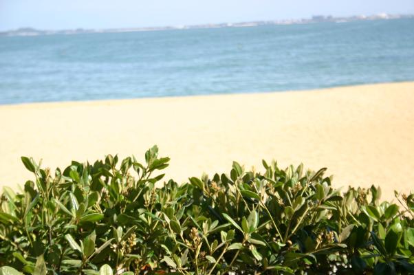 浜辺のシャリンバイ/癒し憩い画像データベース