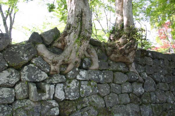 山城の古木と石垣