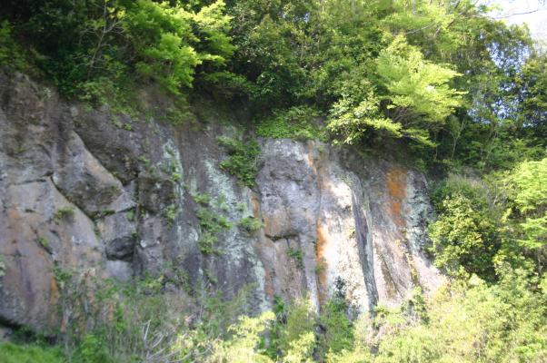岡城趾のある岩崖の新緑