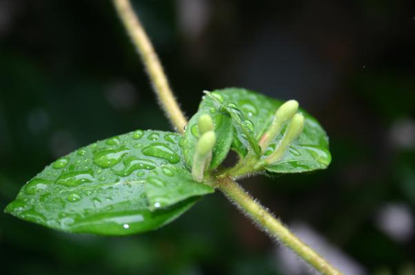 雨滴の緑葉とスイカズラの蕾