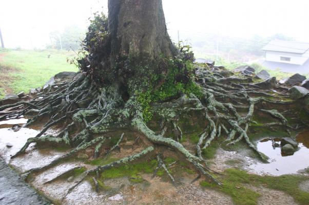 教会の傍で根を張る古木