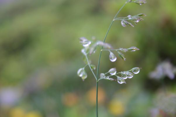 霧雨で付いた野草の水滴