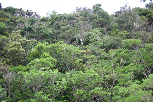 岬で茂る原生の森/癒し憩い画像データベース