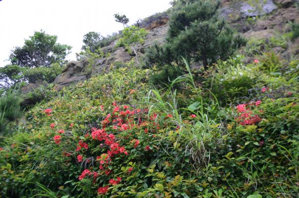 岬の崖に咲く山つつじ/癒し憩い画像データベース