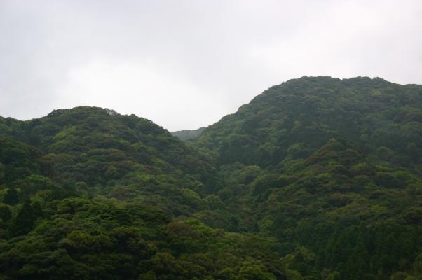小雨に煙る島の原生林/癒し憩い画像データベース