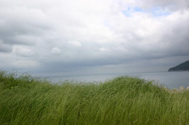 福見教会に面した野草と五島灘