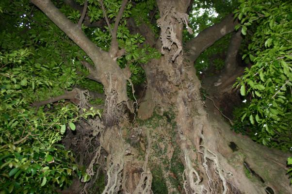天然記念物のアコウの巨樹（樹齢６５０年）
