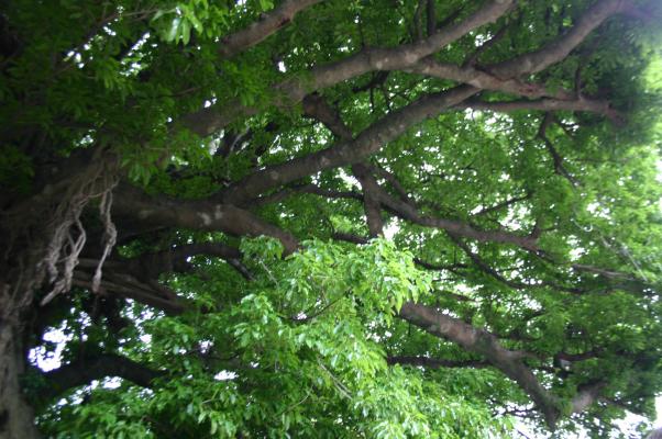 樹齢６５０年の天然記念物、アコウ樹の枝ぶり