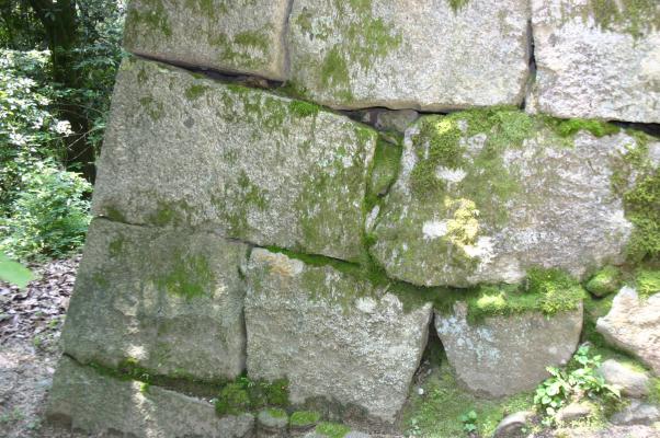 松山城の石垣に生えるコケ