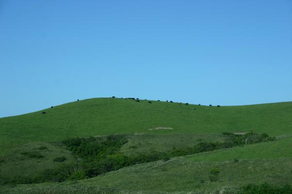 緑の宗谷丘陵と黒牛の放牧/癒し憩い画像データベース