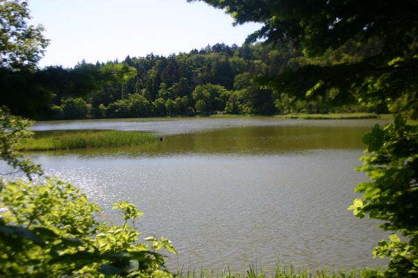 利尻島、夏の姫沼