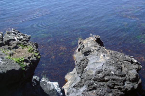 利尻島海岸の奇岩、寝熊の岩