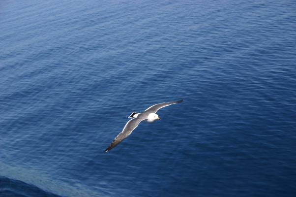 海面のさざ波近くを飛ぶ海猫