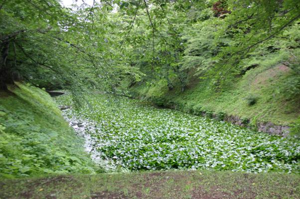 夏の弘前城、水草が茂る堀