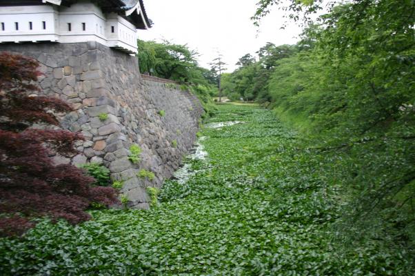 水草が茂る弘前城の堀