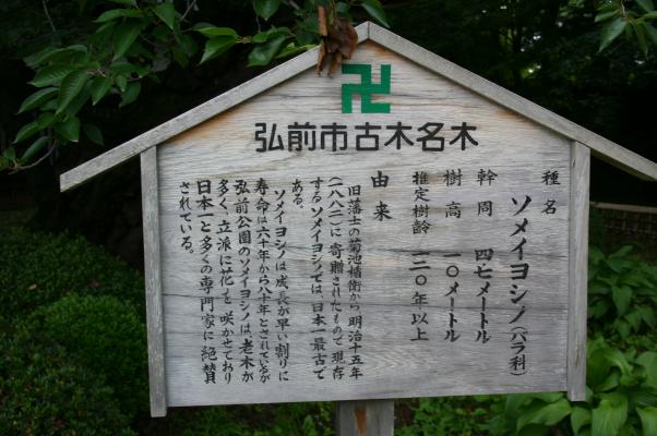 日本最古のソメイヨシノの説明板