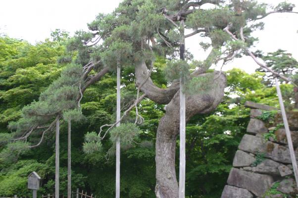 弘前城の古木名木「鶴の松」