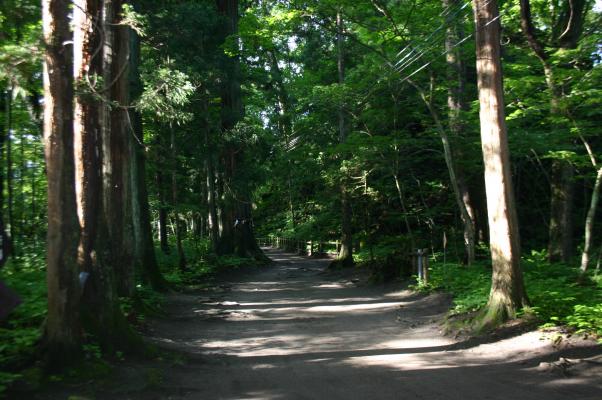 森の並木と木漏れ日の道