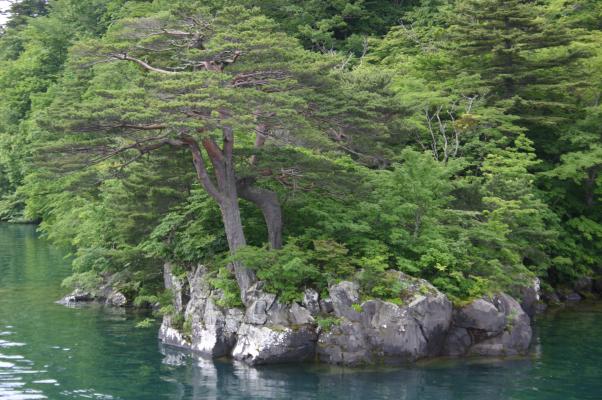 十和田湖の「日の出の松」