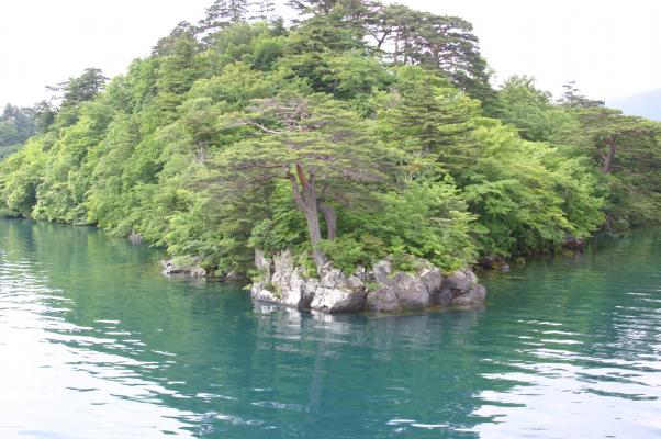 十和田湖、中山半島先端の「日の出の松」